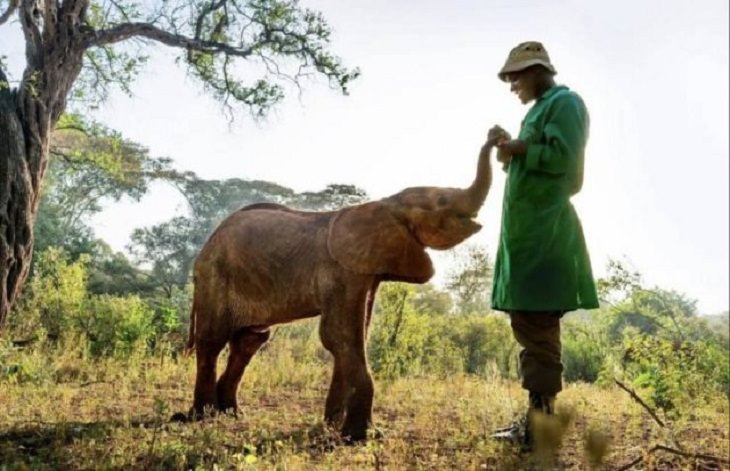 Nature is Amazing, orphaned elephant and his keeper