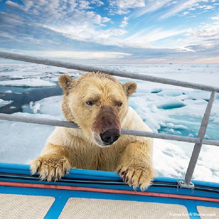 Nature is Amazing,  polar bear