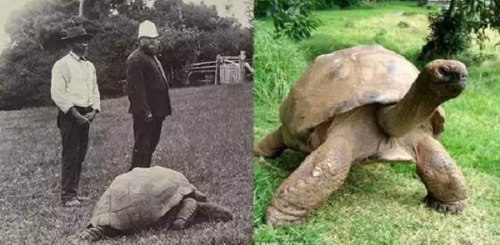 Nature is Amazing, Jonathan the tortoise