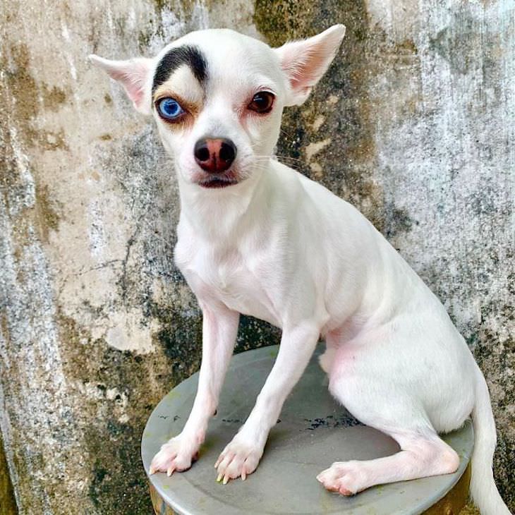 14 Animals with Rare Features, quirky expression dog