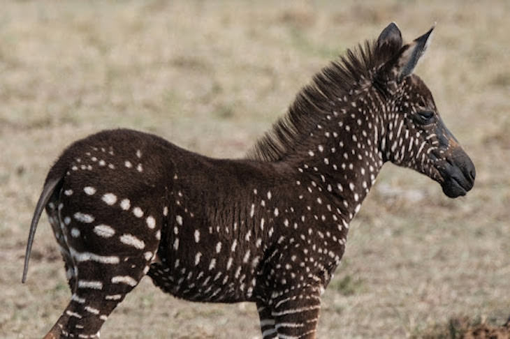 14 Animals with Rare Features, polka dotted zebra