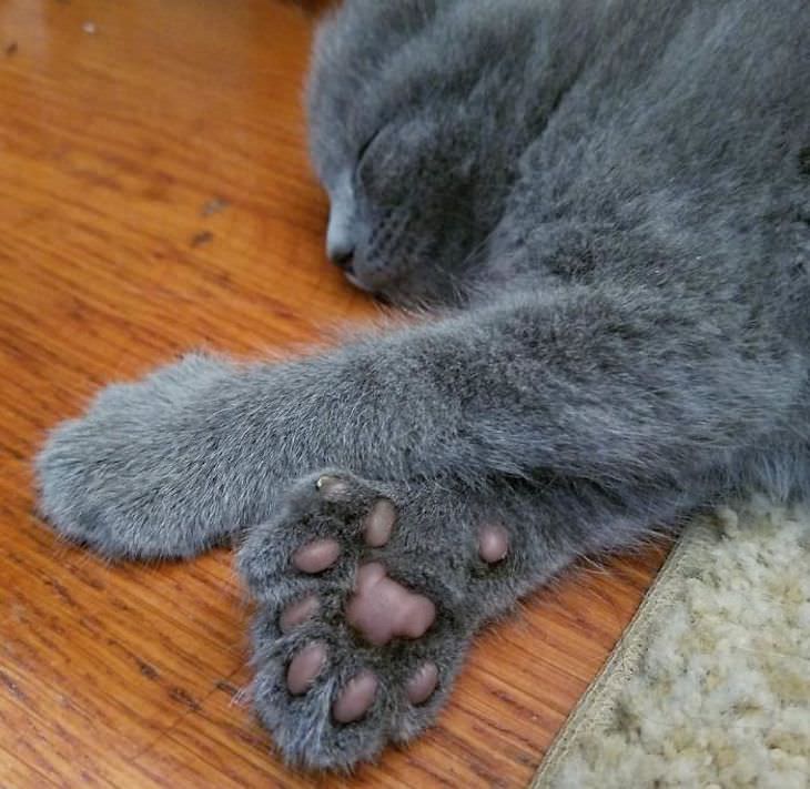 14 Animals with Rare Features, polydactyl cat sleeping