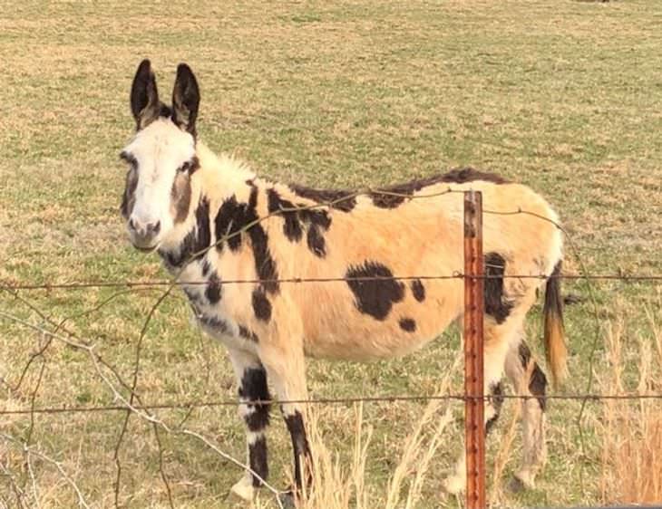 14 Animals with Rare Features, patterned donkey