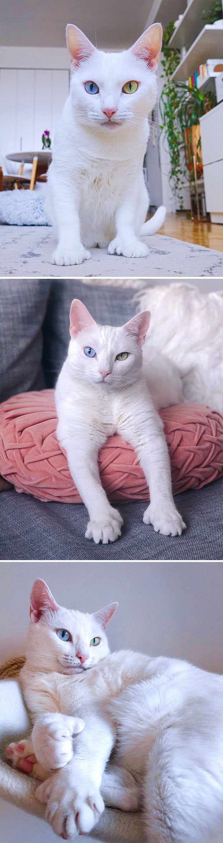 14 Animals with Rare Features, different color eyes cat
