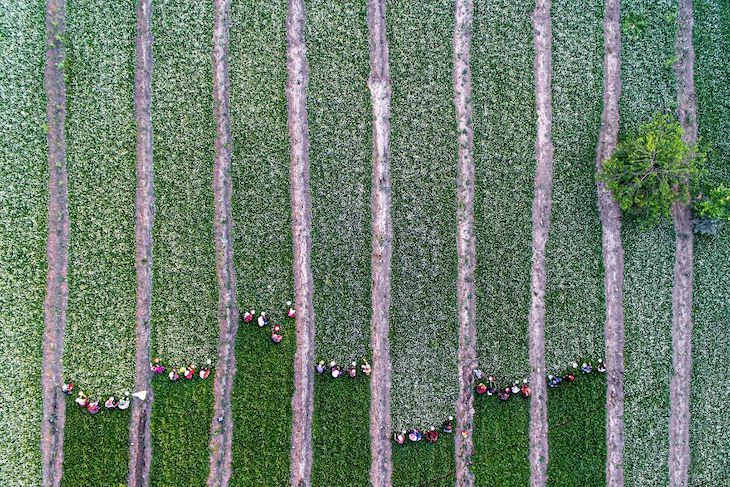 International Photography Awards 2020: Best Nature Photos, Women Harvesting Chamomile by Kaveh Seyedahmadian