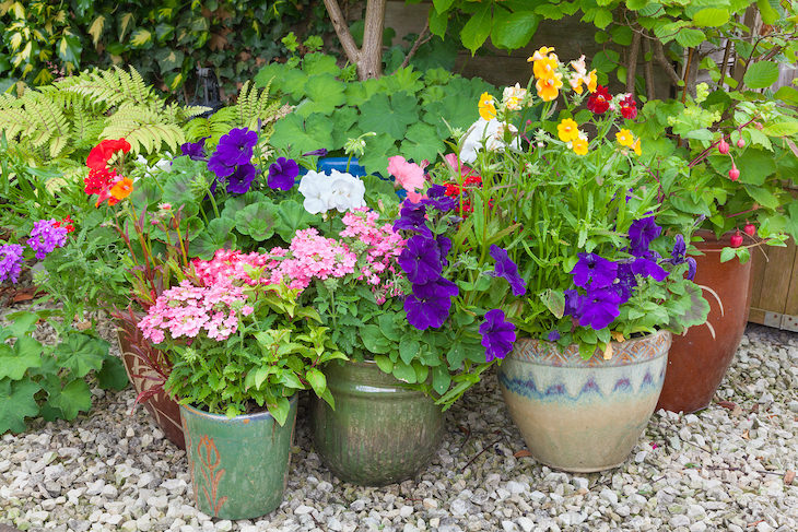 Gardening myths debunked, pots