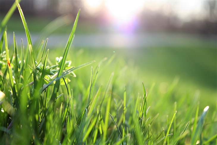 Gardening myths debunked, lawn