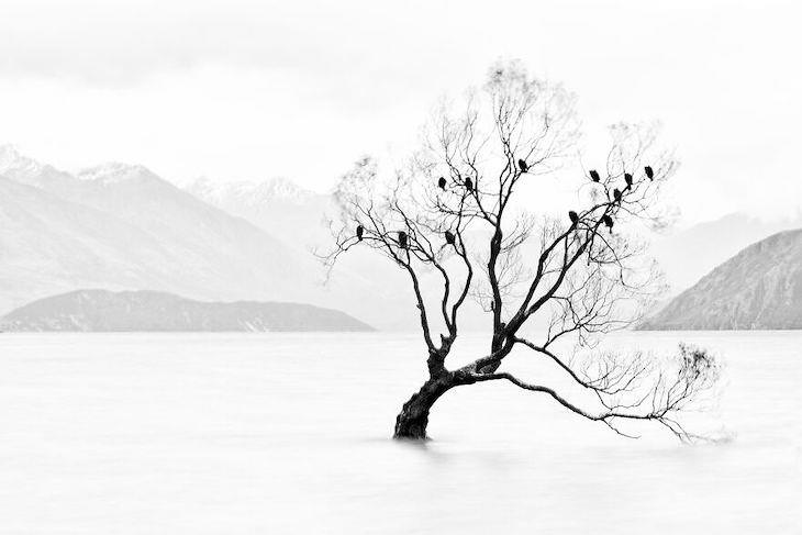International Photography Awards 2020: Best Nature Photos, Lone Tree, Not Lonely by Hsiaohsin Chen