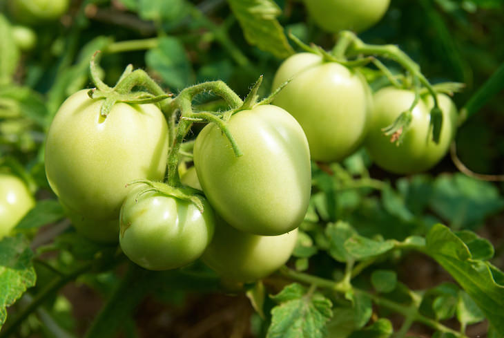 Gardening myths debunked, green tomatoes
