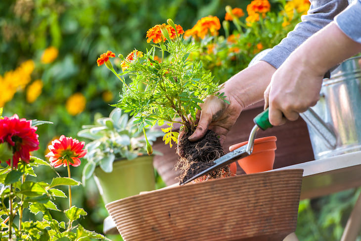 Gardening myths debunked, cultivating garden