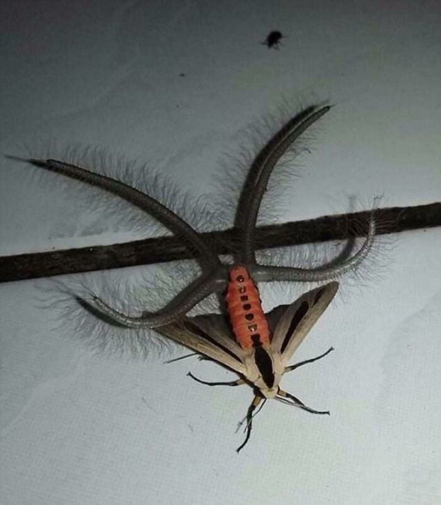 Australia, the Unpredictable moth