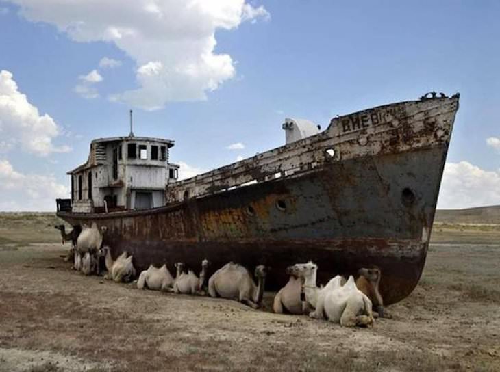 Beautiful Abandoned Structures Reclaimed by Nature, Camels sitting in the shade of an abandoned boat on the dried-up Aral Sea