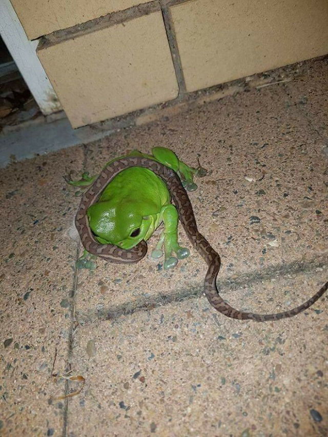Australia, the Unpredictable frog eating a snake