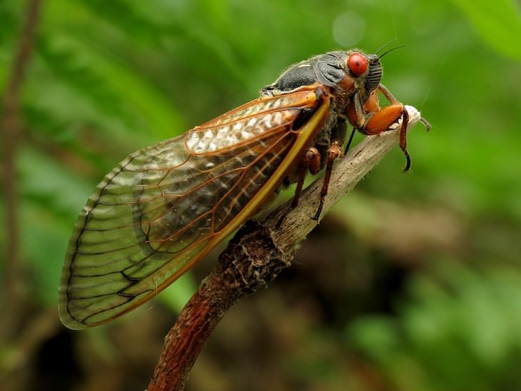 Periodical Cicadas to Appear For First Time in 17 Years, periodical cicada close up