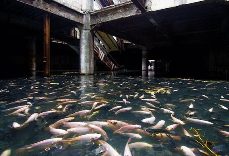 Beautiful Abandoned Structures Reclaimed by Nature, an abandoned shopping mall in Bangkok, Thailand. It’s actually flooded by rainwater and is now home to thousands of fish
