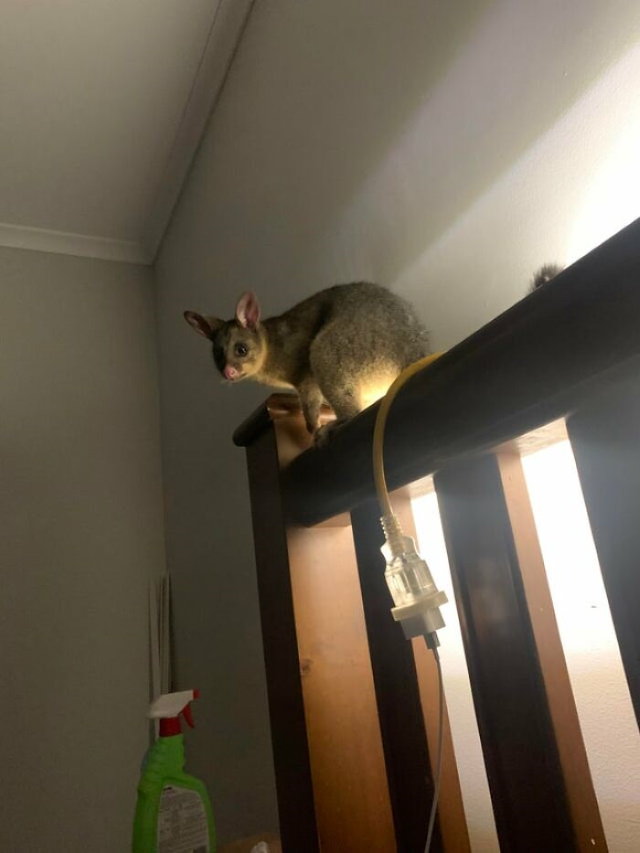 Australia, the Unpredictable possum
