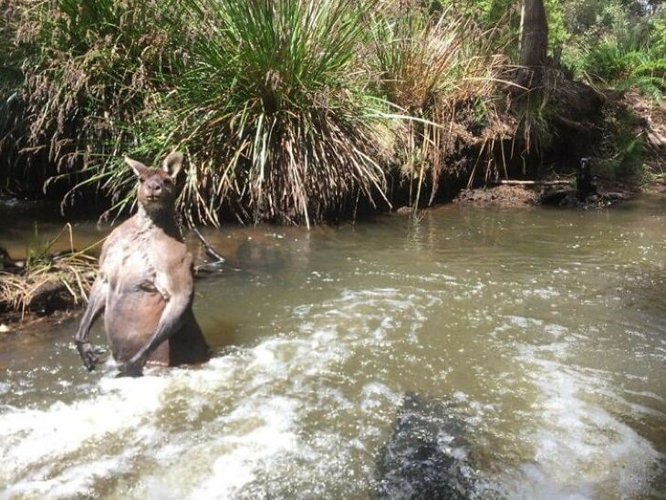 Australia, the Unpredictable kangaroo in a river