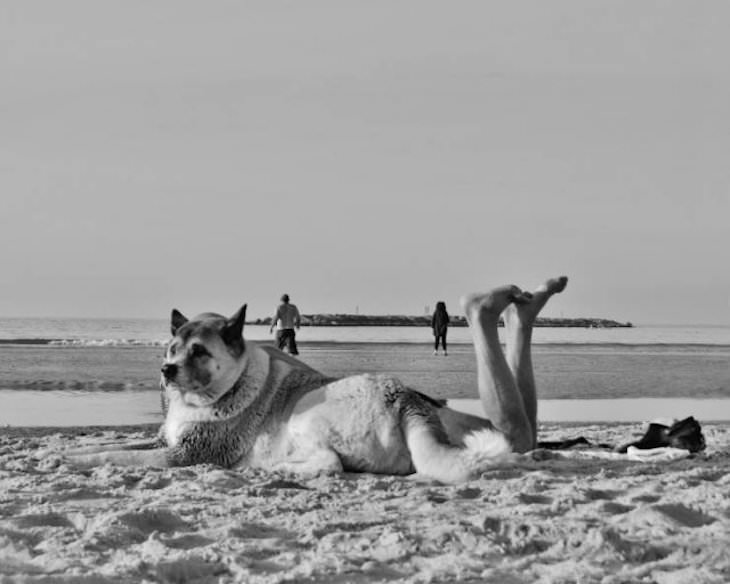 22 Stunning Natural Optical Illusions, dog with legs