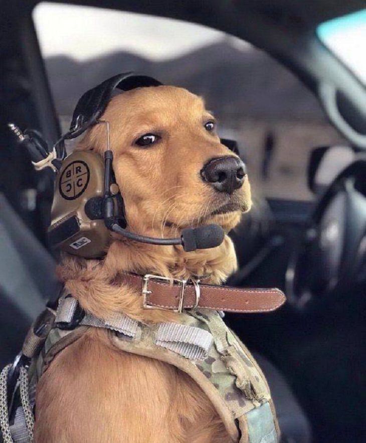 Funny Animal Pics, plane, dog