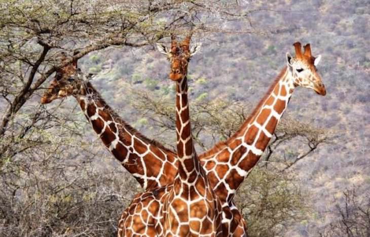 22 Stunning Natural Optical Illusions, three headed giraffe
