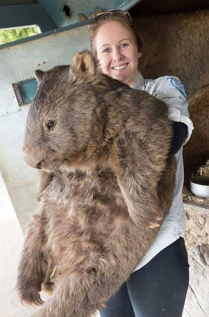 15 Unusually Large Pets, otter