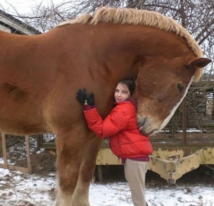 15 Unusually Large Pets, horse