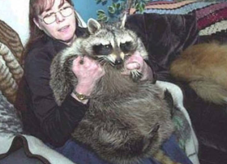 15 Unusually Large Pets, racoon
