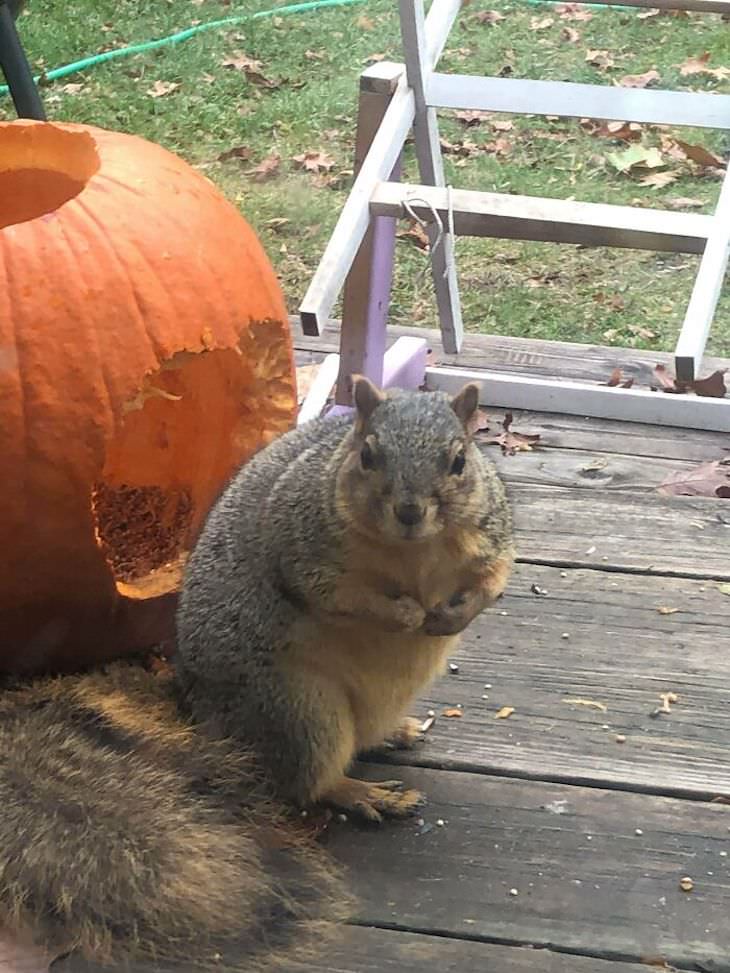 15 Unusually Large Pets, squirrel