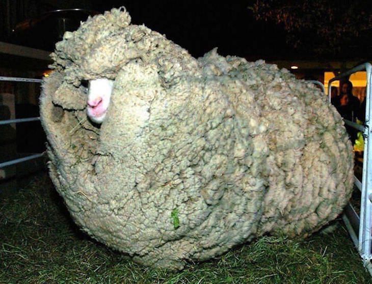 15 Unusually Large Pets, sheep