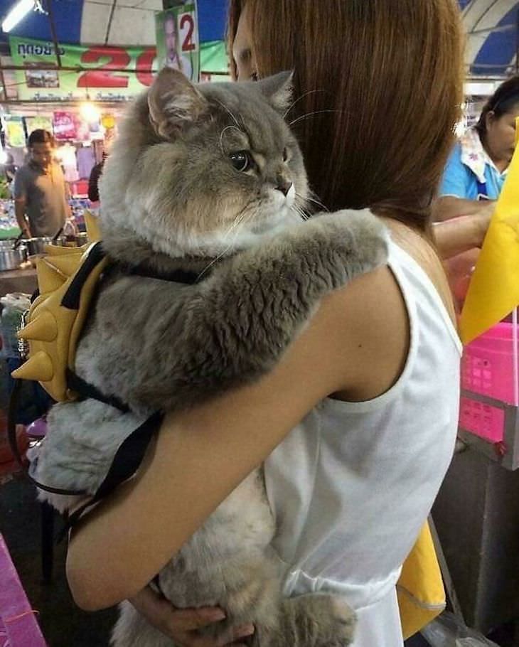 15 Unusually Large Pets, cat