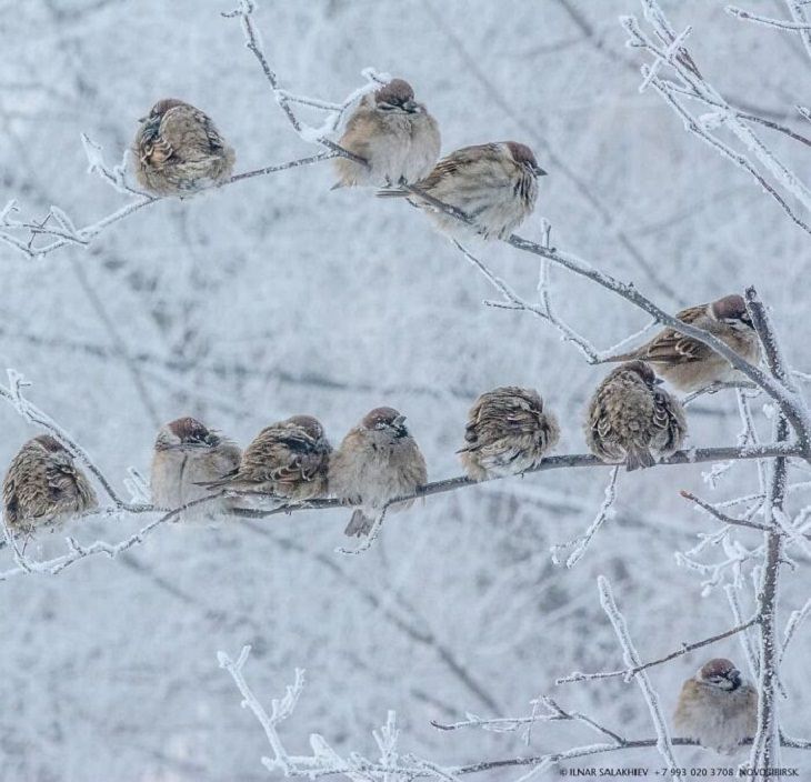 Winter Season Russia, birds 