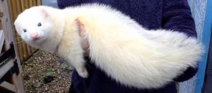 15 Unusually Large Pets, ferret