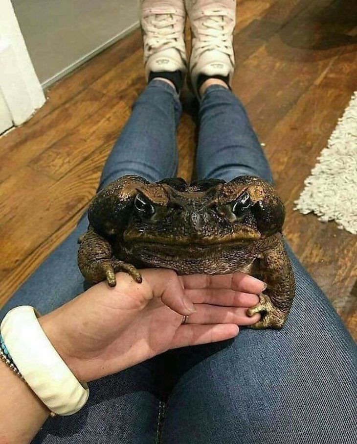 15 Unusually Large Pets, toad