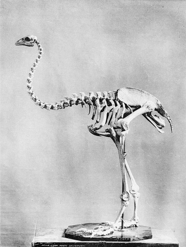 Cool Fossils Moa skeleton