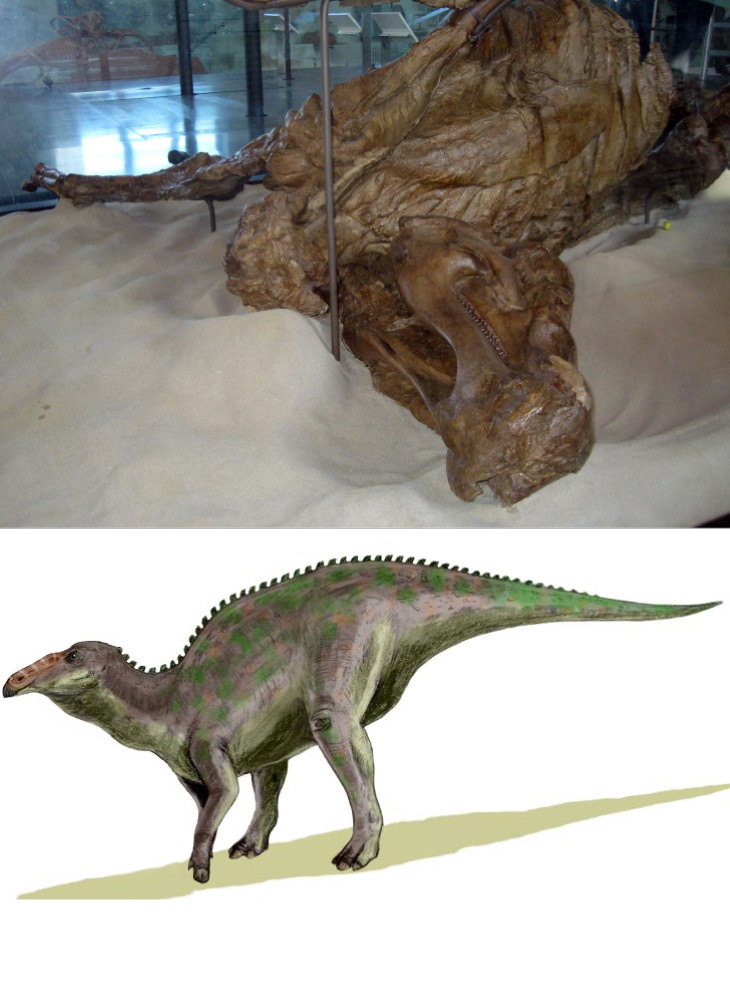 Cool Fossils Edmontosaurus mummy 