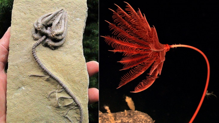 Cool Fossils sea lily