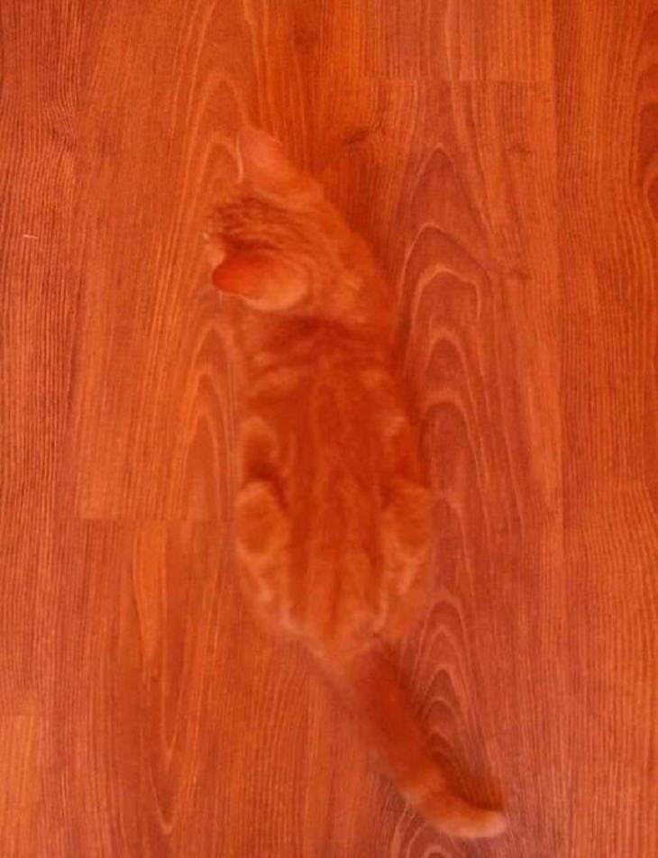 Accidental Camouflage, cat 