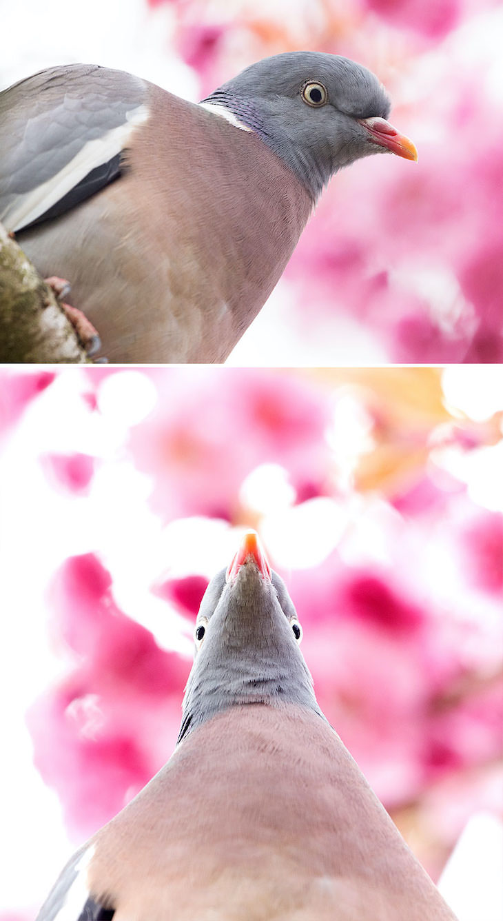 Funny Frontal Portraits of Stunning Birds, wood pigeon