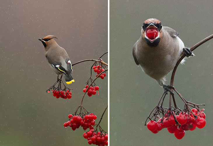 Funny Frontal Portraits of Stunning Birds, waxwing