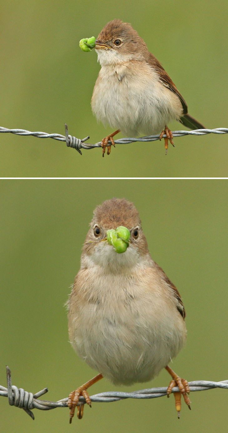 Funny Frontal Portraits of Stunning Birds, common whitethroat