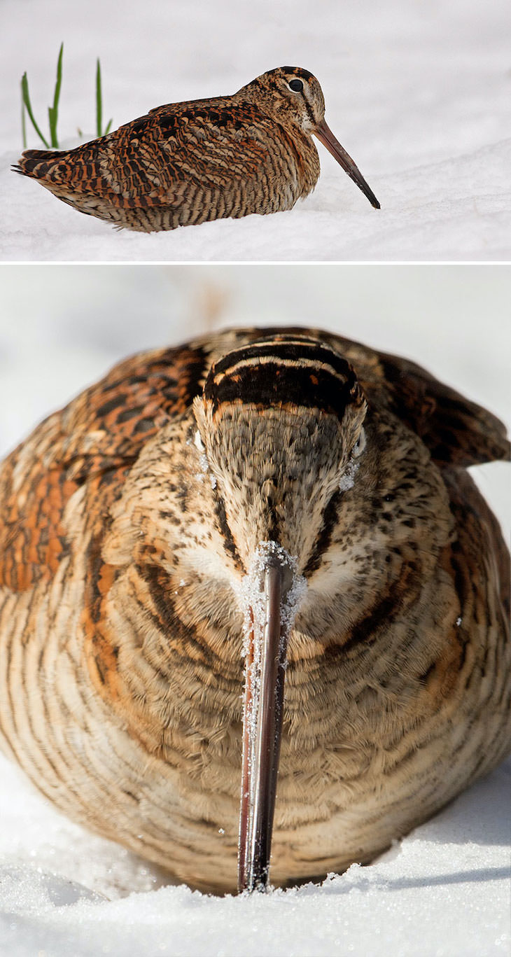 Funny Frontal Portraits of Stunning Birds, woodcock