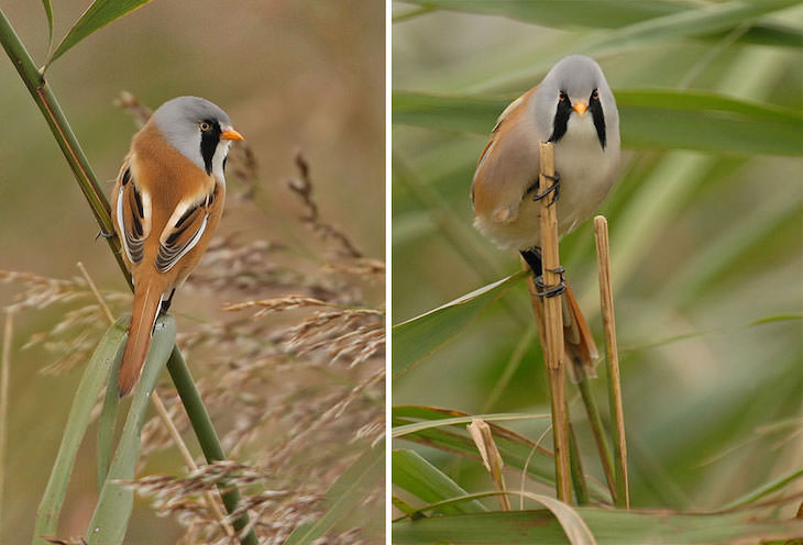 Funny Frontal Portraits of Stunning Birds, bearded tit