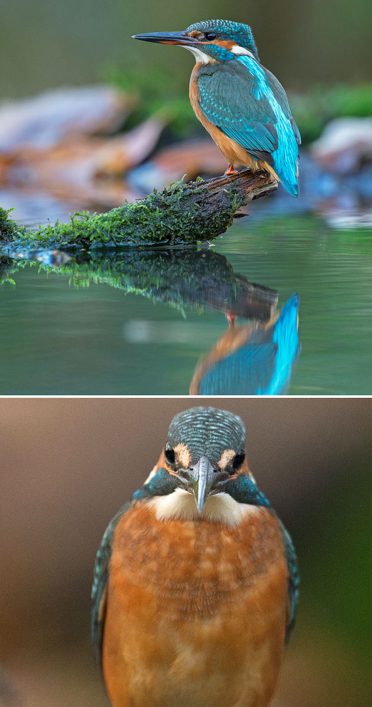 Funny Frontal Portraits of Stunning Birds, kingfisher
