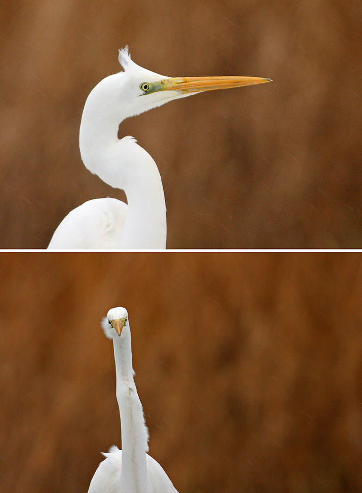 Funny Frontal Portraits of Stunning Birds, great egret