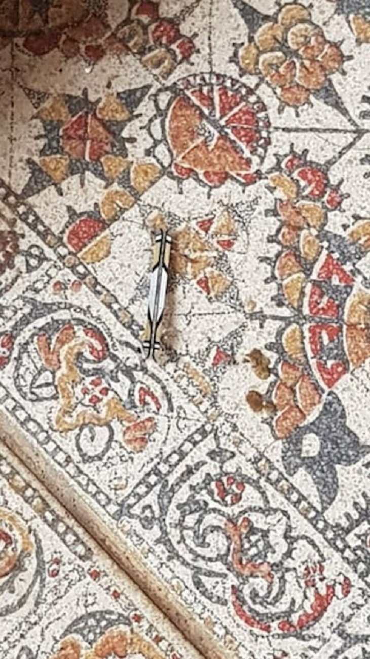 Accidental Camouflage, insect