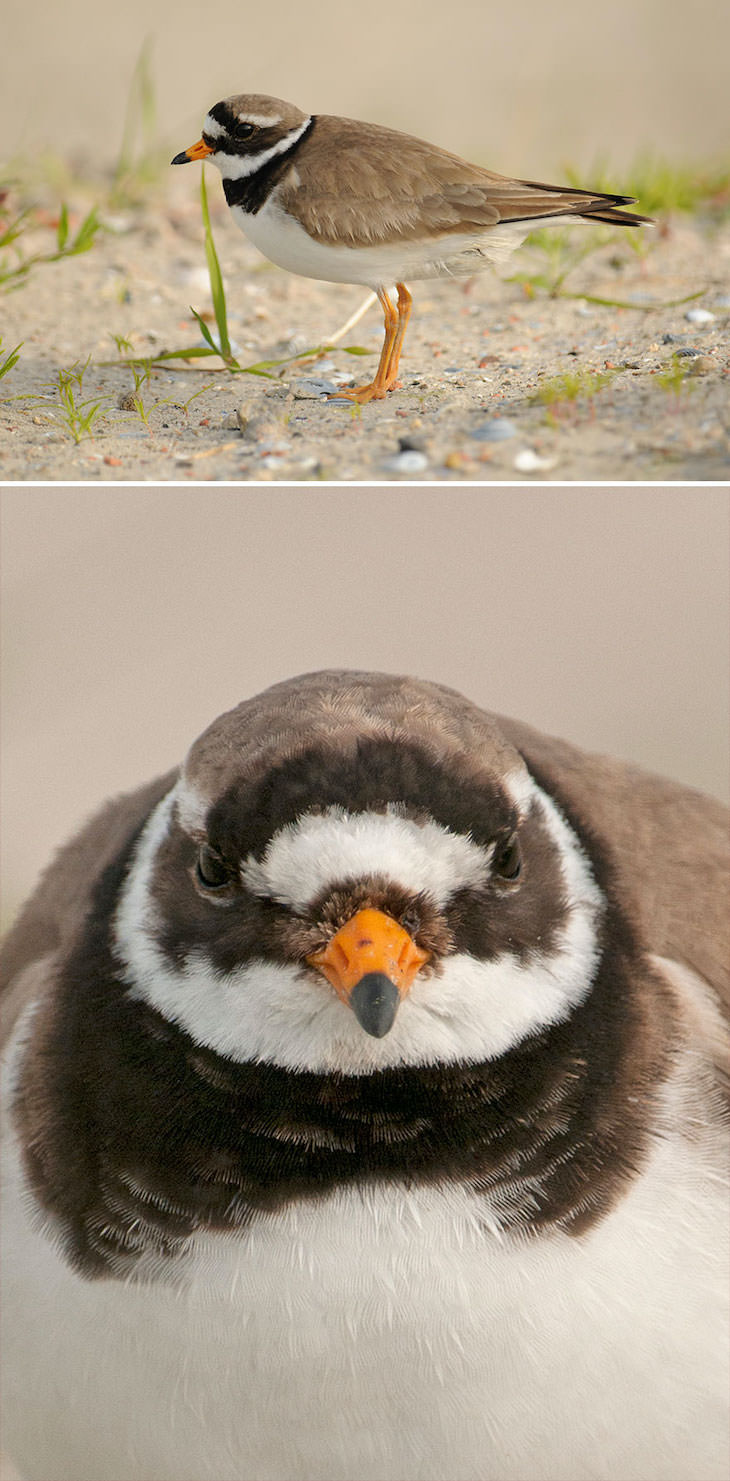Funny Frontal Portraits of Stunning Birds, ringed plover