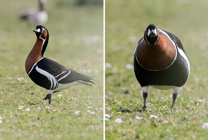 Funny Frontal Portraits of Stunning Birds, red breasted goose