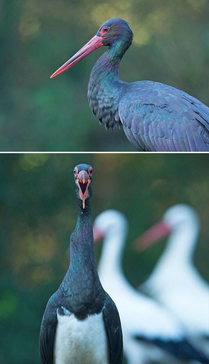 Funny Frontal Portraits of Stunning Birds, black stork