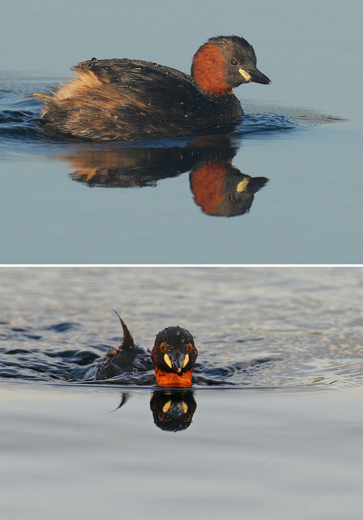 Funny Frontal Portraits of Stunning Birds, little grebe