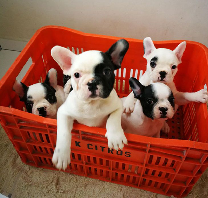 Cute Bulldogs Pics, French bulldog puppies 